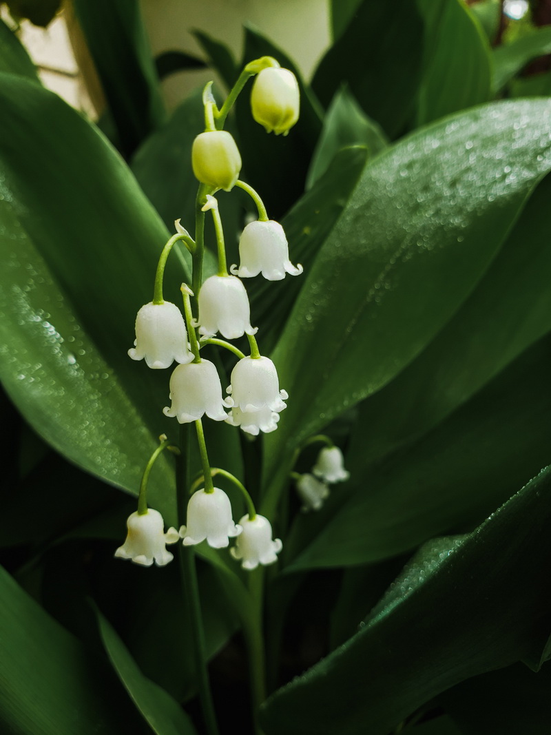 铃兰花_lilyofthevalley_muguet_1